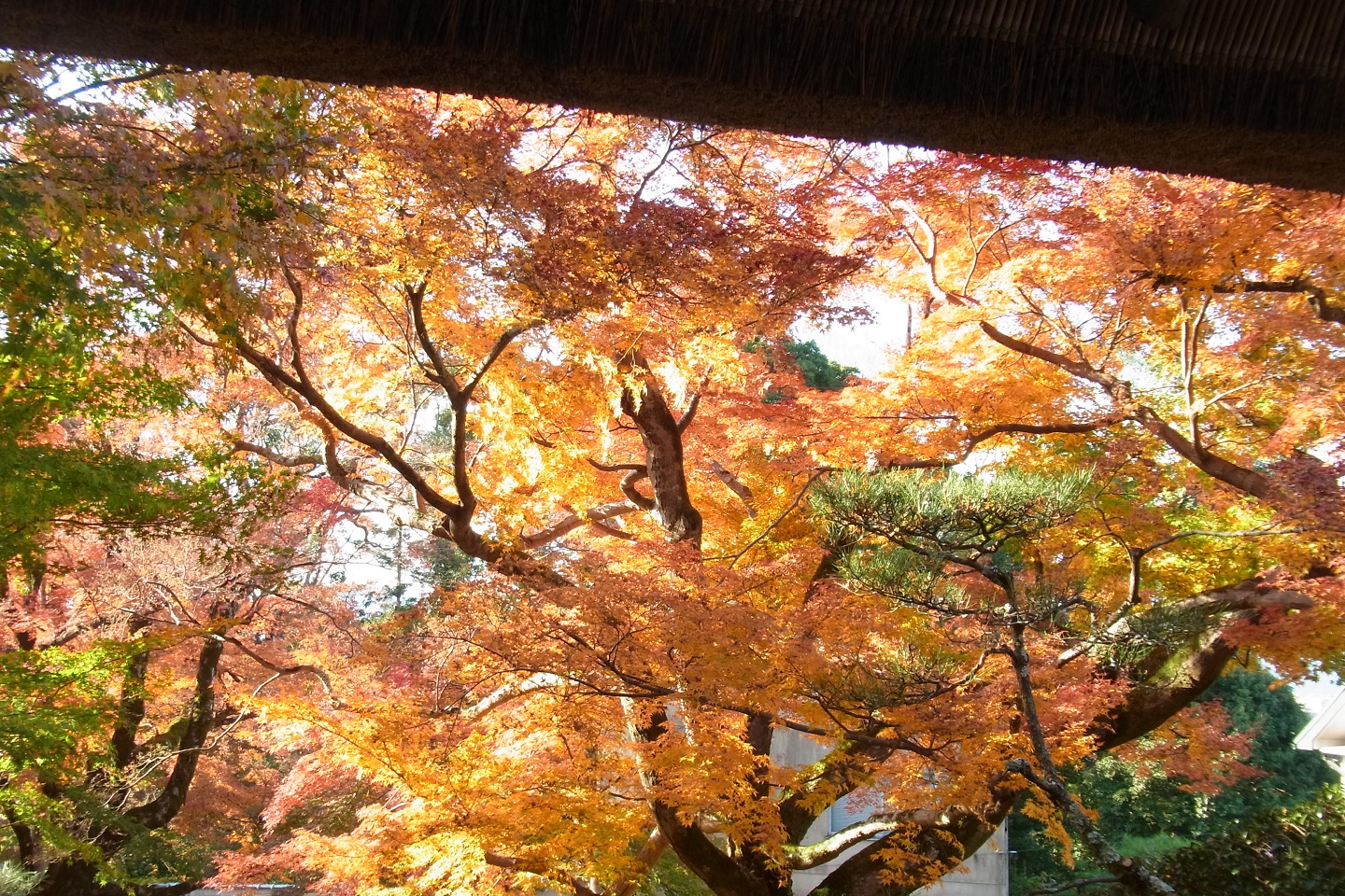 122 京都 常寂光寺 (2021/11)